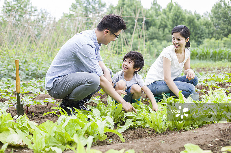 年轻家庭在菜园劳动图片素材