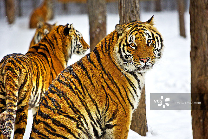 东北虎图片素材