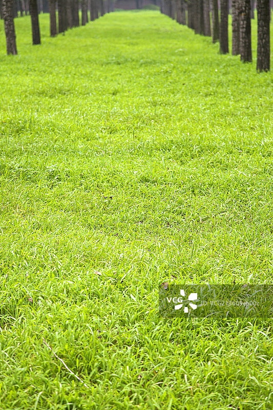 绿色的草地和树林图片素材