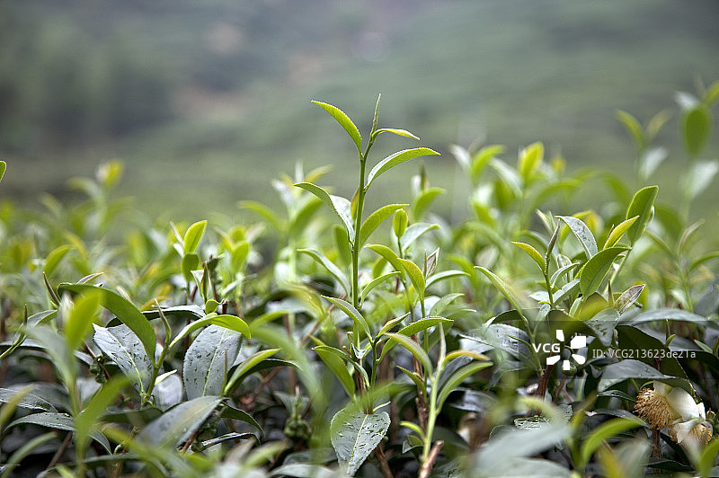 茶叶,茶园图片素材