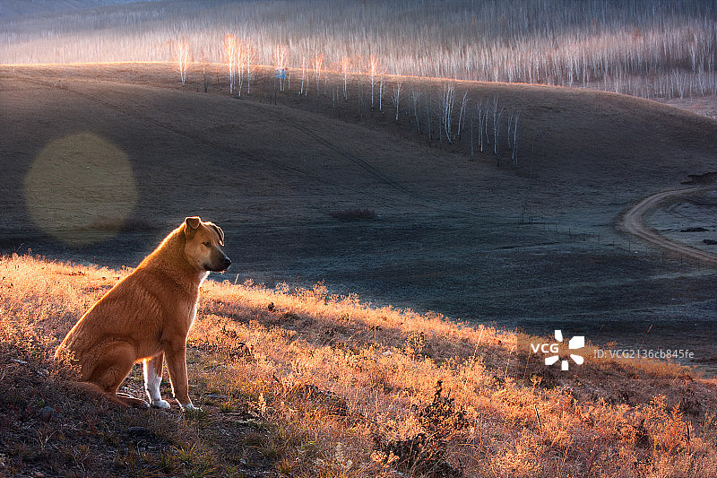 临江的清晨图片素材