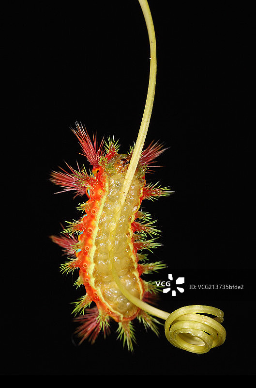 昆虫青刺蛾图片素材