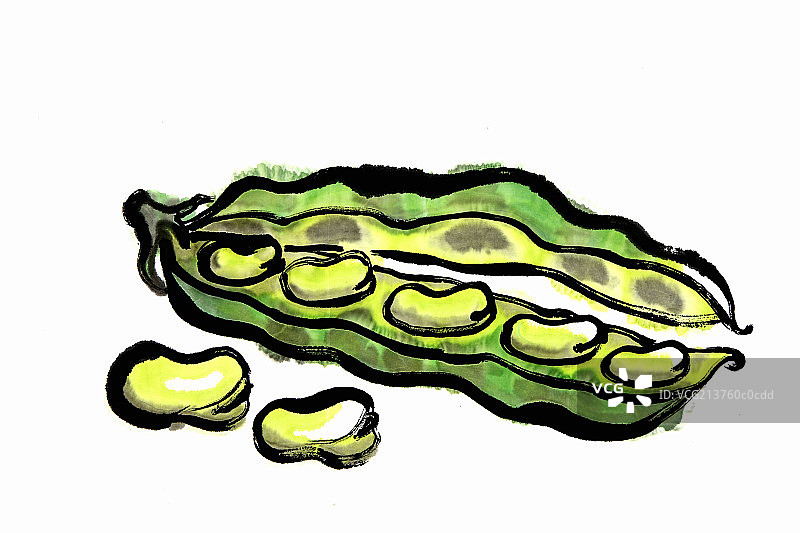broad bean图片素材