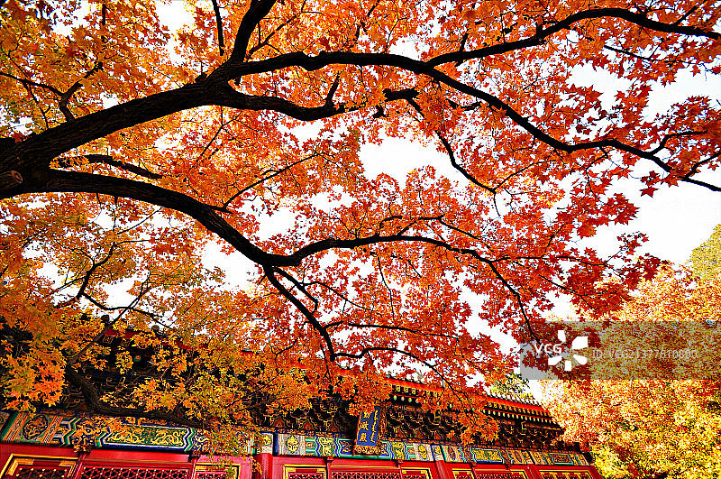 香山深秋枫叶图片素材