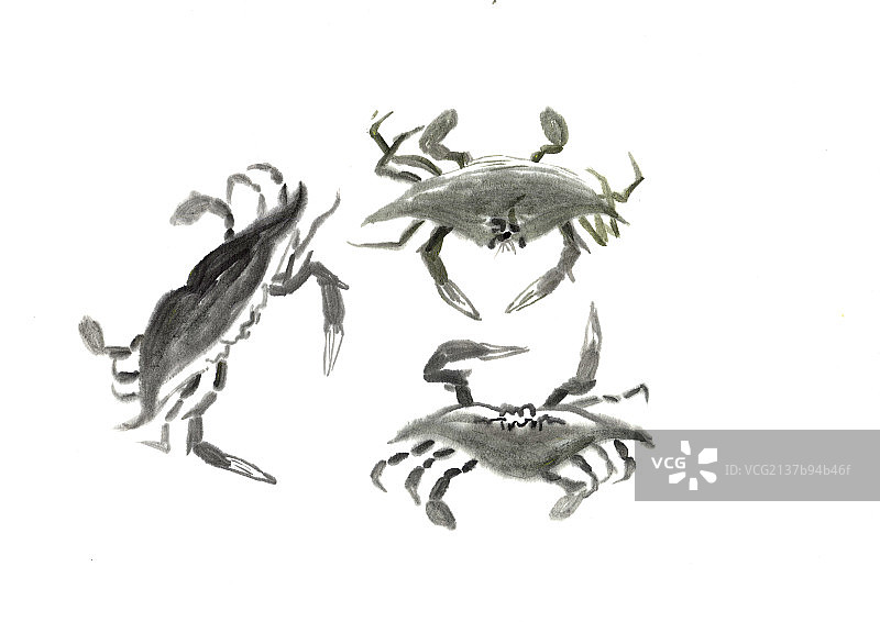 大闸蟹图片素材