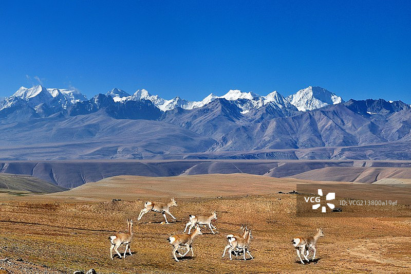 阿里雪山下的藏原羚图片素材