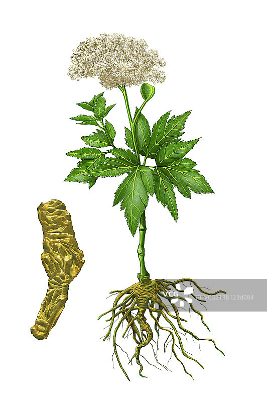 插画,中药,当归,图片素材