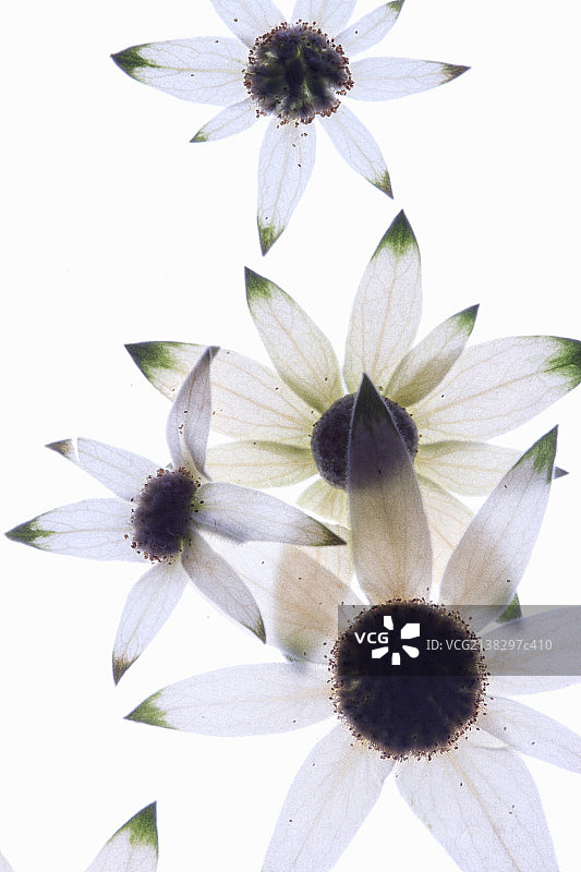 flower pattern图片素材