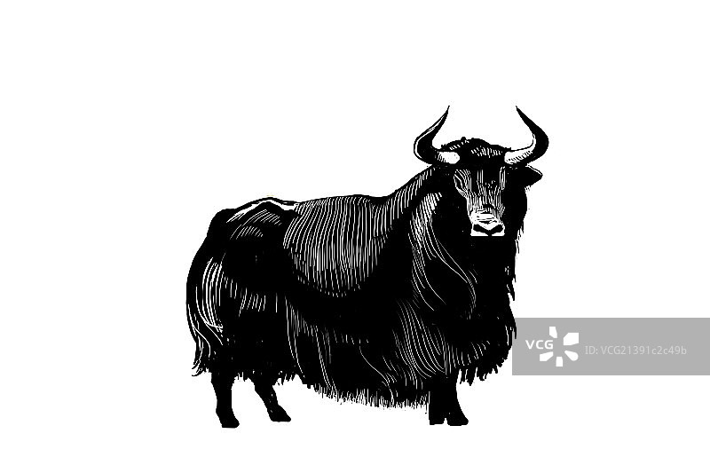 牦牛图片素材