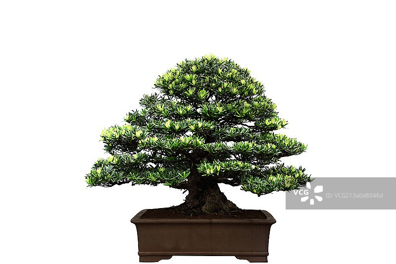 经典盆载植物图片素材