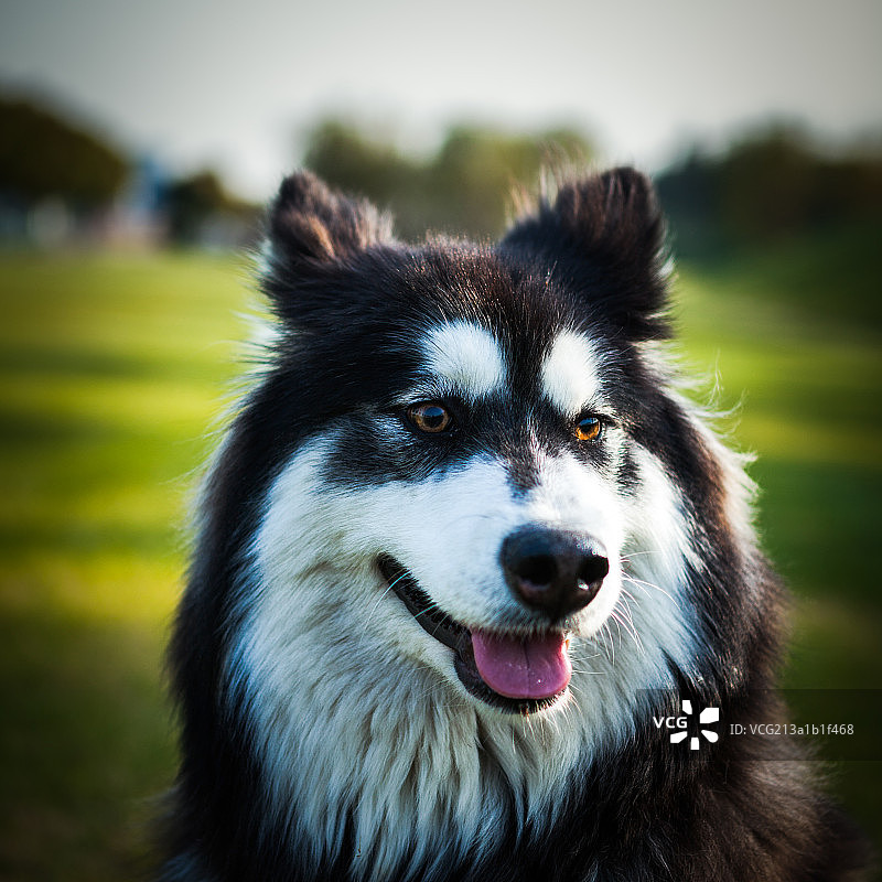 阿拉斯加雪橇犬图片素材