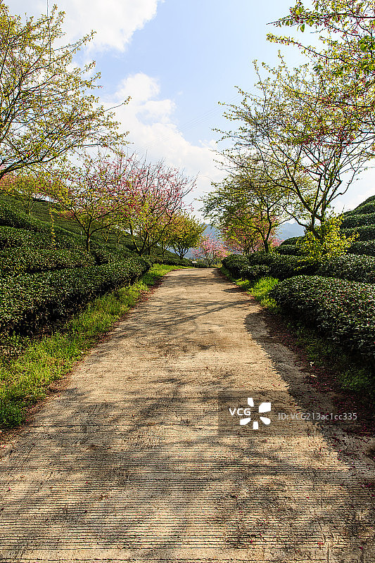 福建樱花茶园图片素材