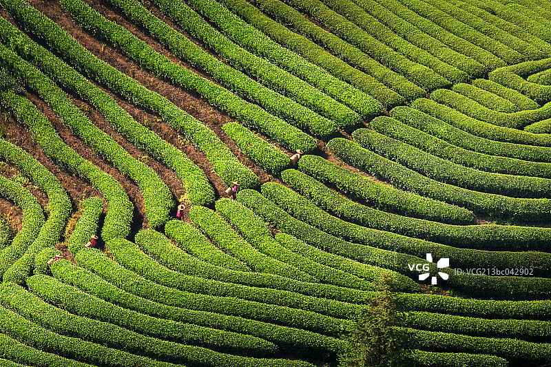 福建省武夷山茶园图片素材