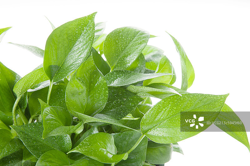 盆栽植物图片素材