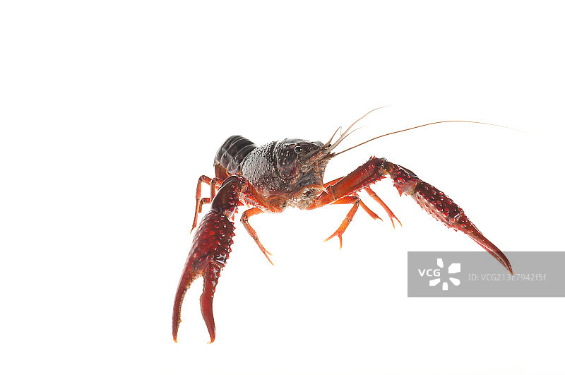 龙虾图片素材