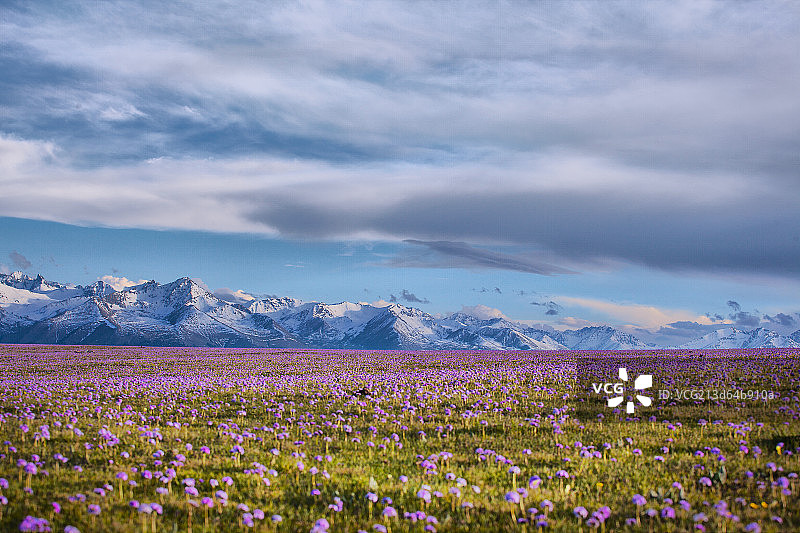 雪山下的花海图片素材