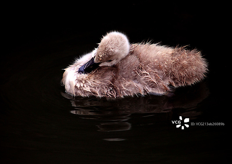 丑小鸭图片素材