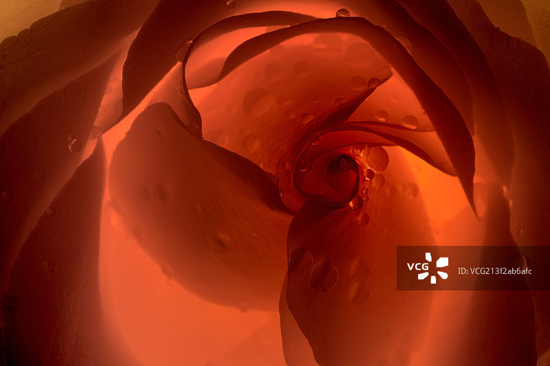 带着水珠的盛开的红玫瑰图片素材