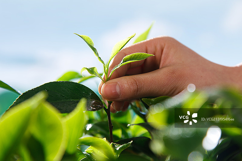 东方青年女人在茶园采茶图片素材