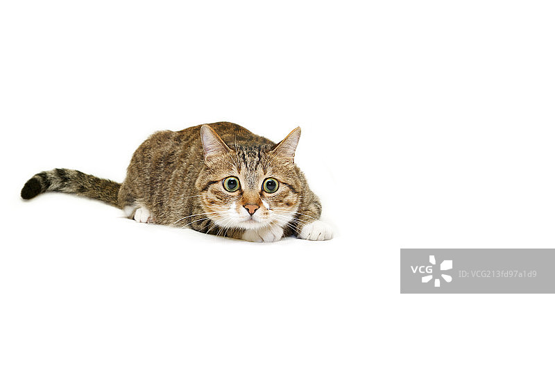 准备捕猎的猫图片素材