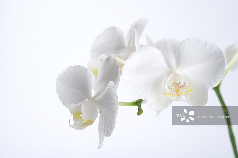 壁纸风格图片素材