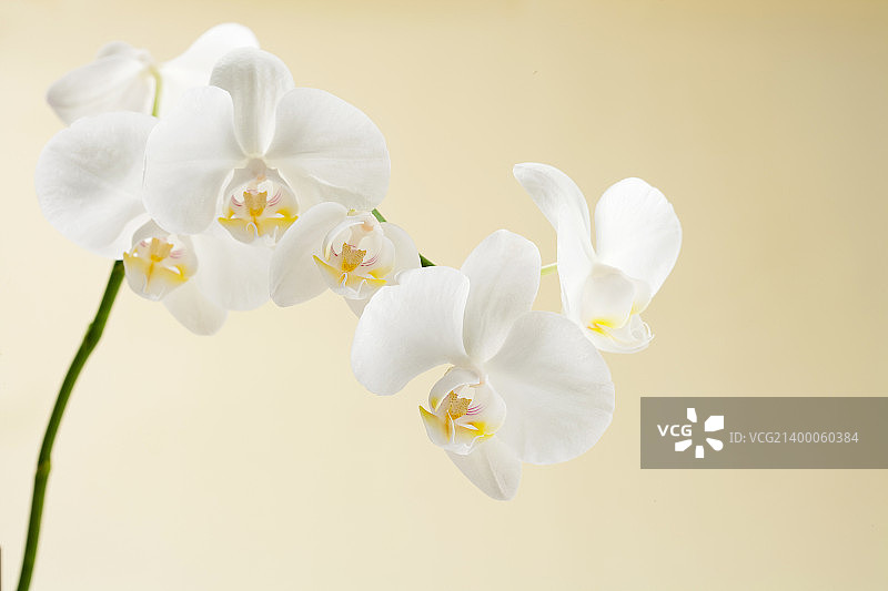 壁纸风格图片素材