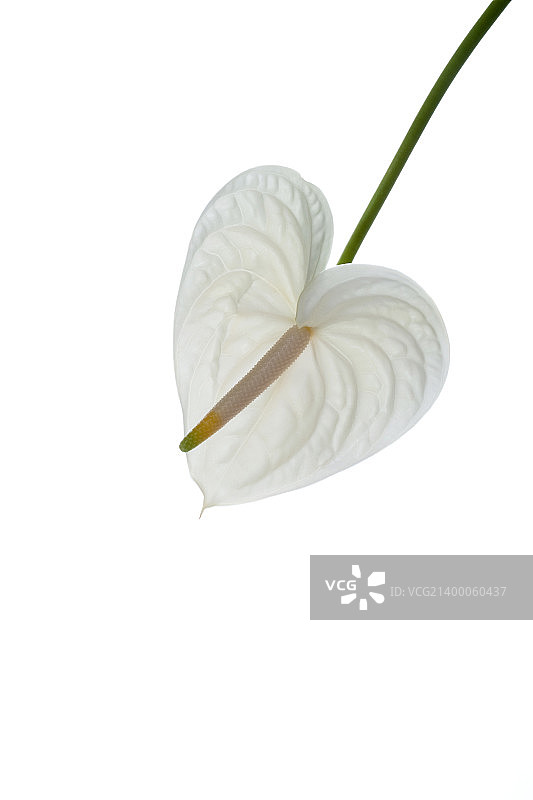 壁纸风格图片素材