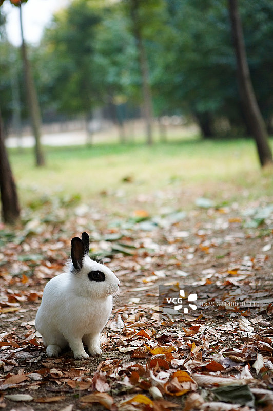 芦苇湿地公园图片素材