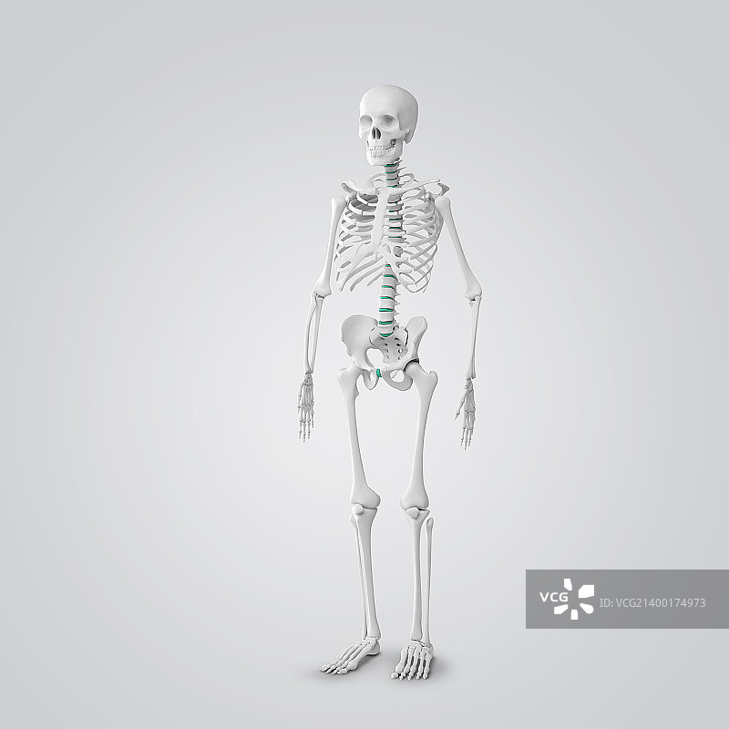 骨骼011图片素材