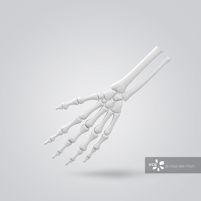 骨骼004图片素材