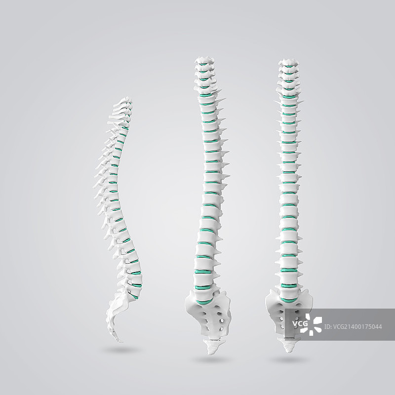 骨骼002图片素材