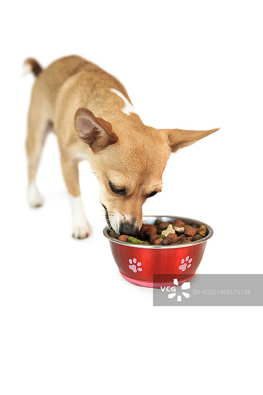 吃碗里东西的可爱小狗图片素材