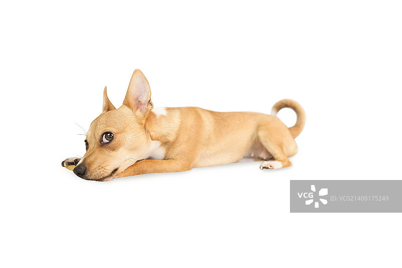 可爱的狗狗在白色背景上啃咬骨头玩具图片素材