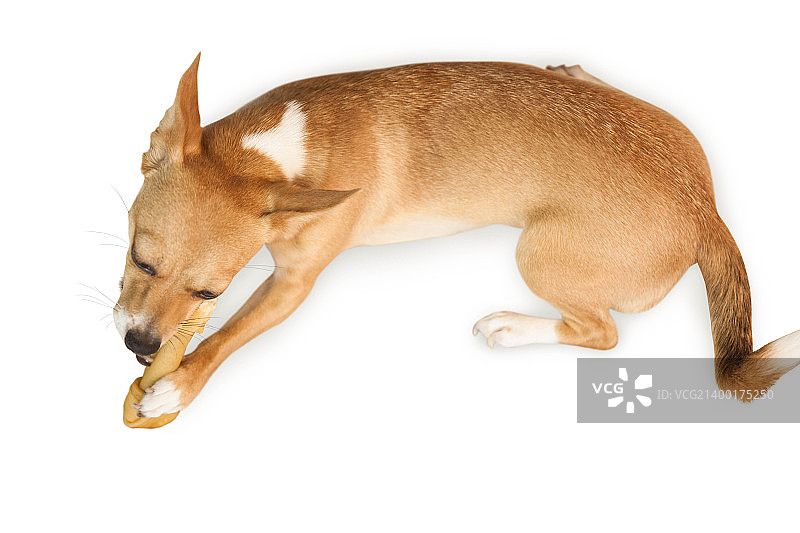 可爱的狗狗在白色背景上啃咬骨头玩具图片素材