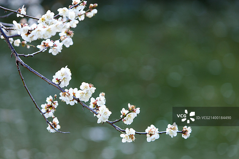 春天的气息129图片素材