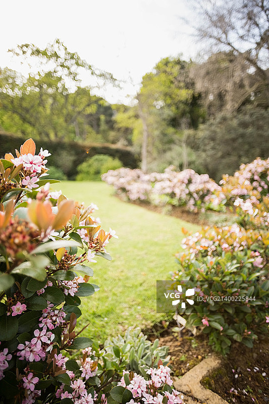 花园里的花朵景色图片素材