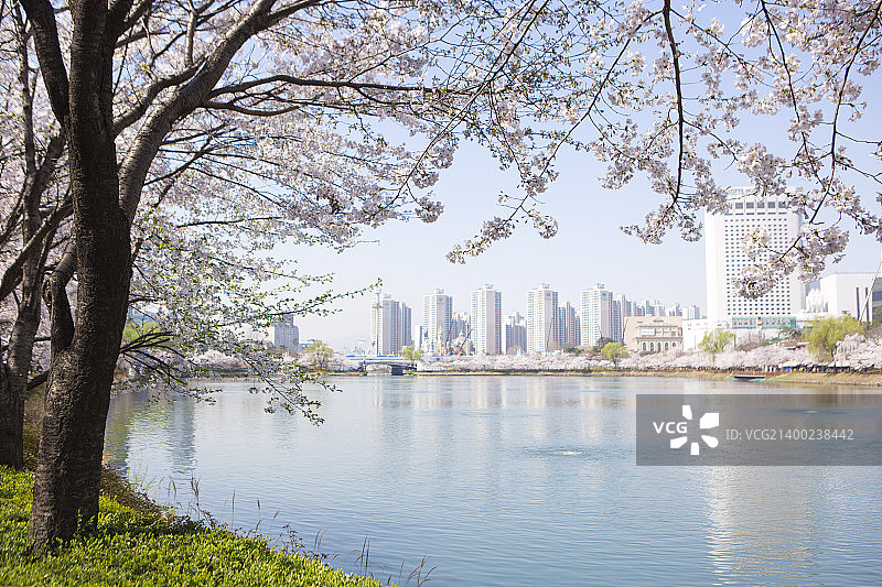 樱花世界图片素材