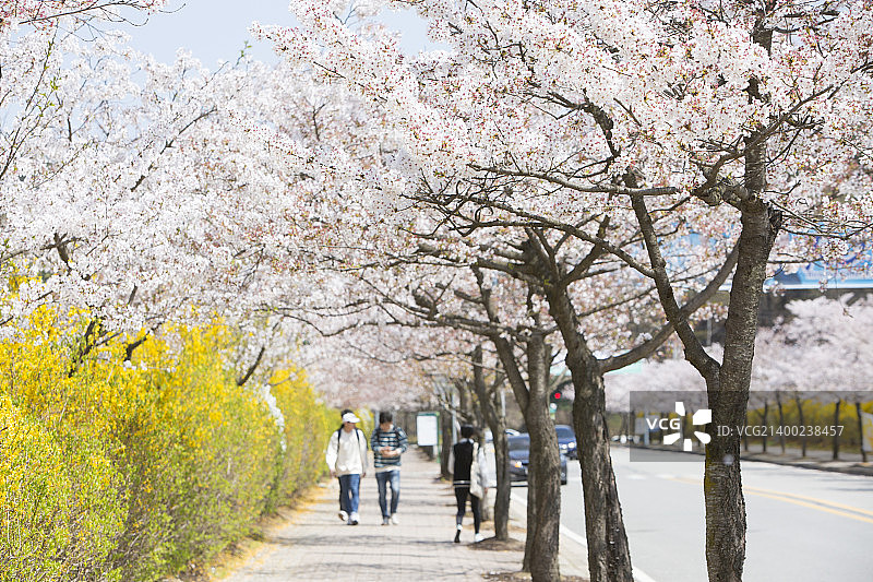 樱花世界图片素材