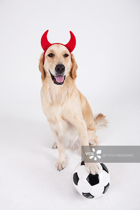 动物伴侣和我图片素材