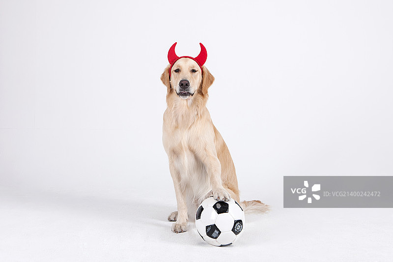 动物伴侣和我图片素材