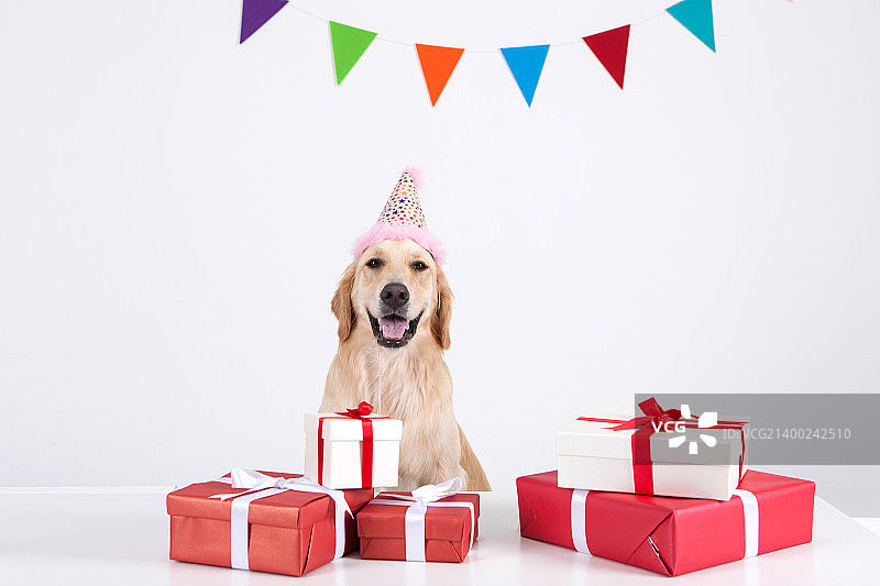 动物伴侣和我图片素材