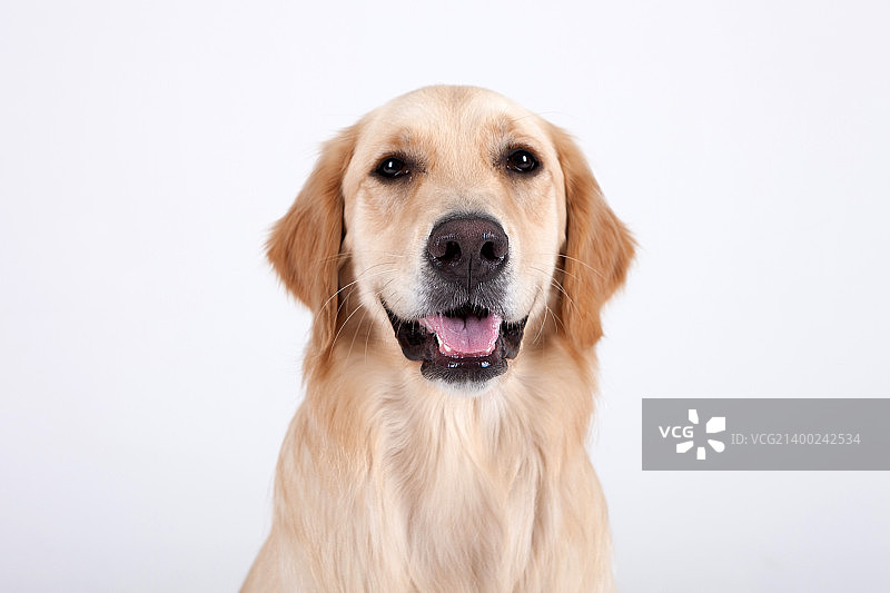 动物伴侣和我图片素材