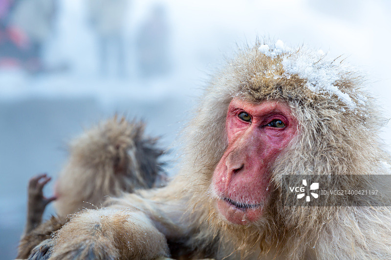 日本长野地狱谷公园温泉中的雪猴图片素材