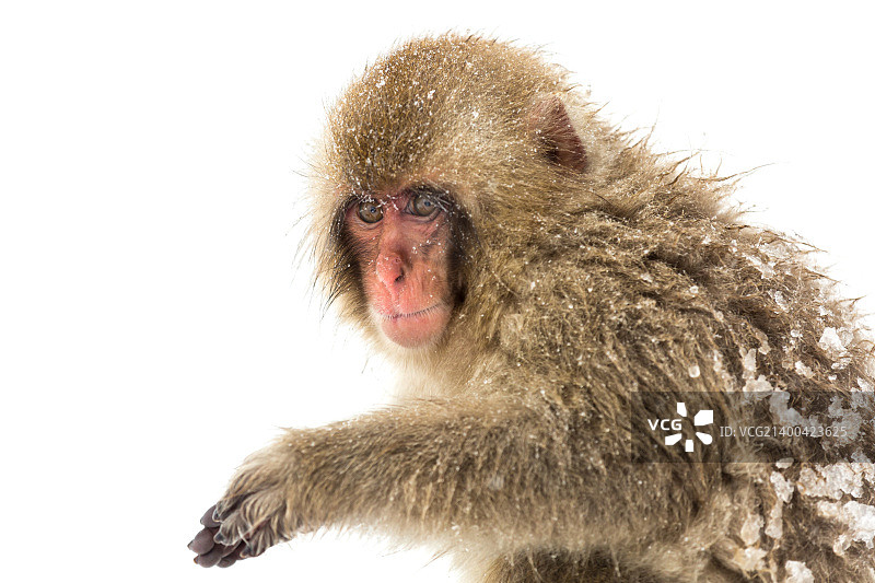 日本地狱谷野猿公苑的雪猴图片素材