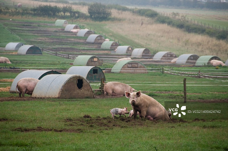 猪图片素材