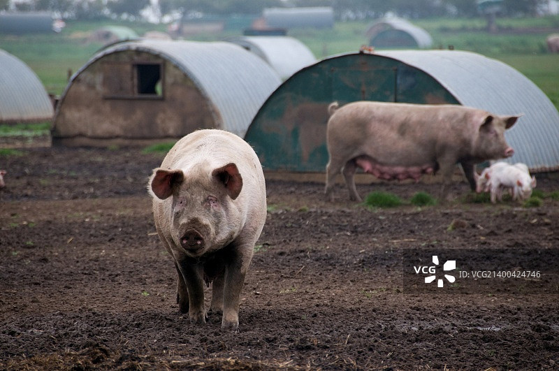 猪图片素材