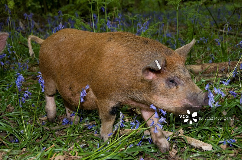 林中的猪图片素材