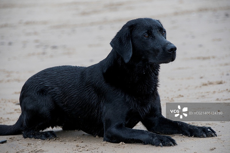 海滩上的狗图片素材