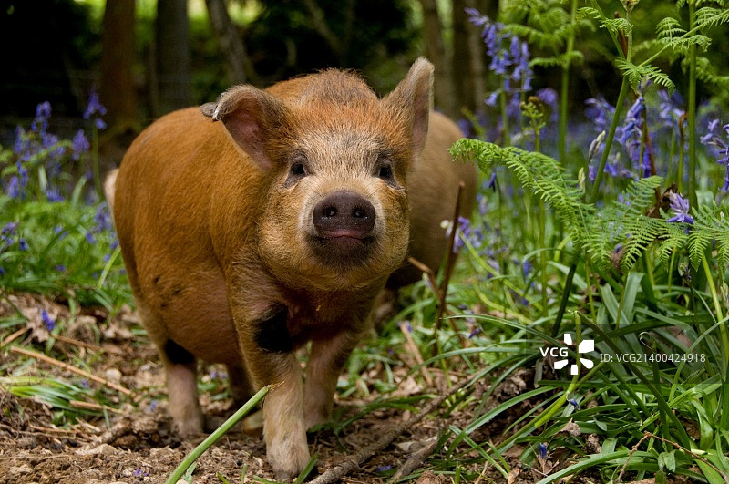 林中的猪图片素材