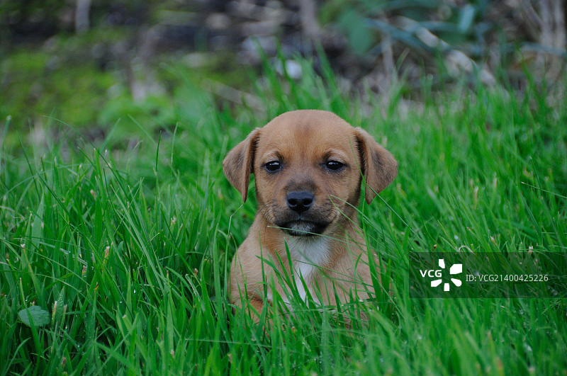 小型工作梗犬幼犬图片素材